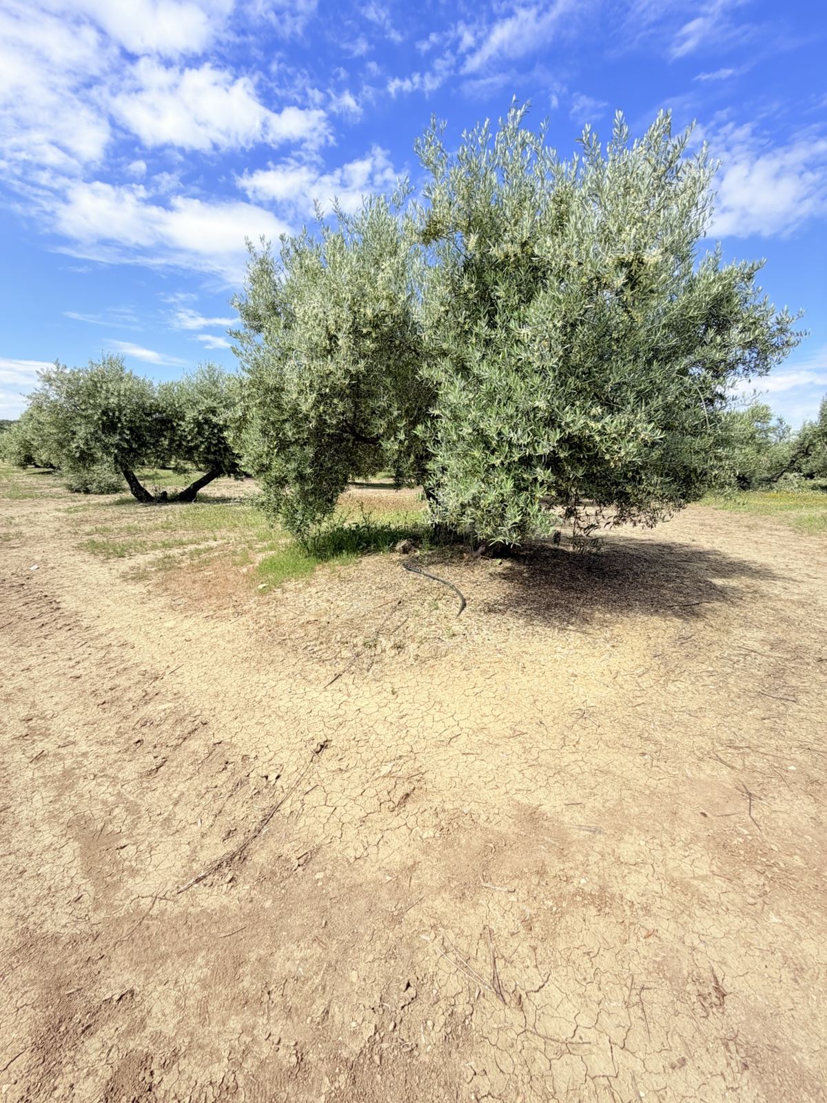 Olivo sobre tierra agrietada