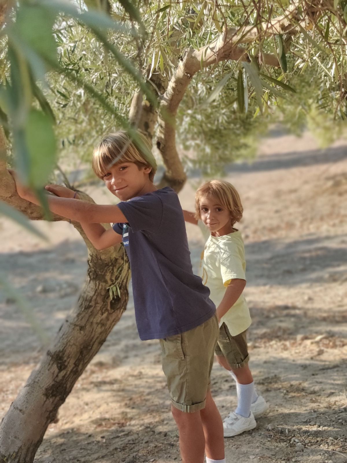 Dos niños entre olivos