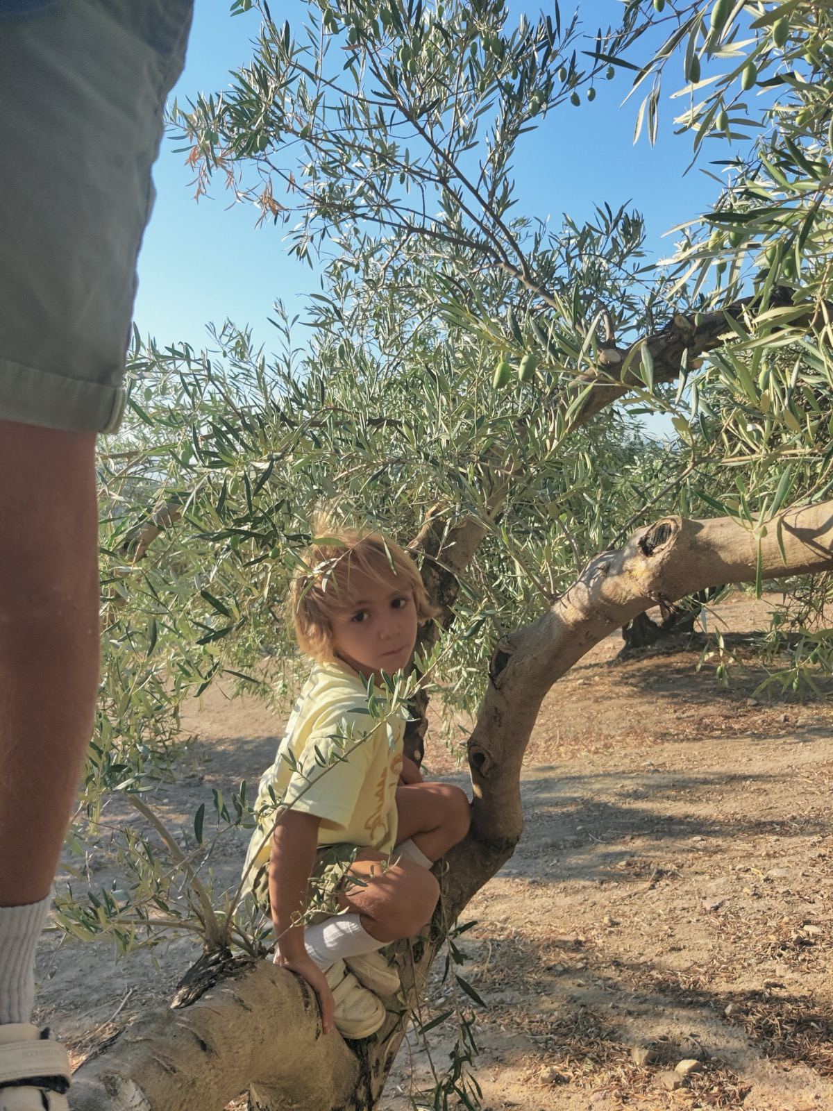 Niño subido a un olivo