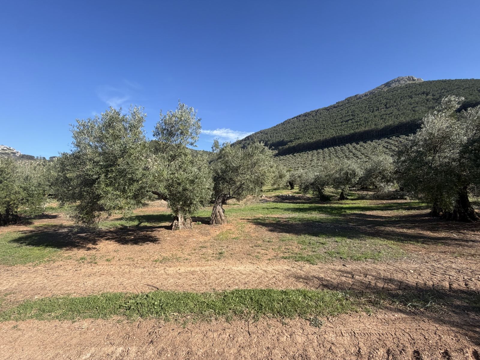 Olivar tradicional entre montañas