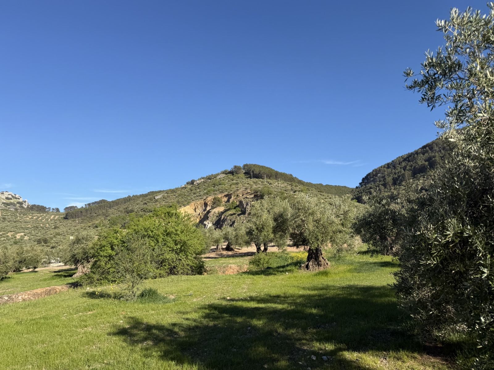 Paisaje verde con olivos