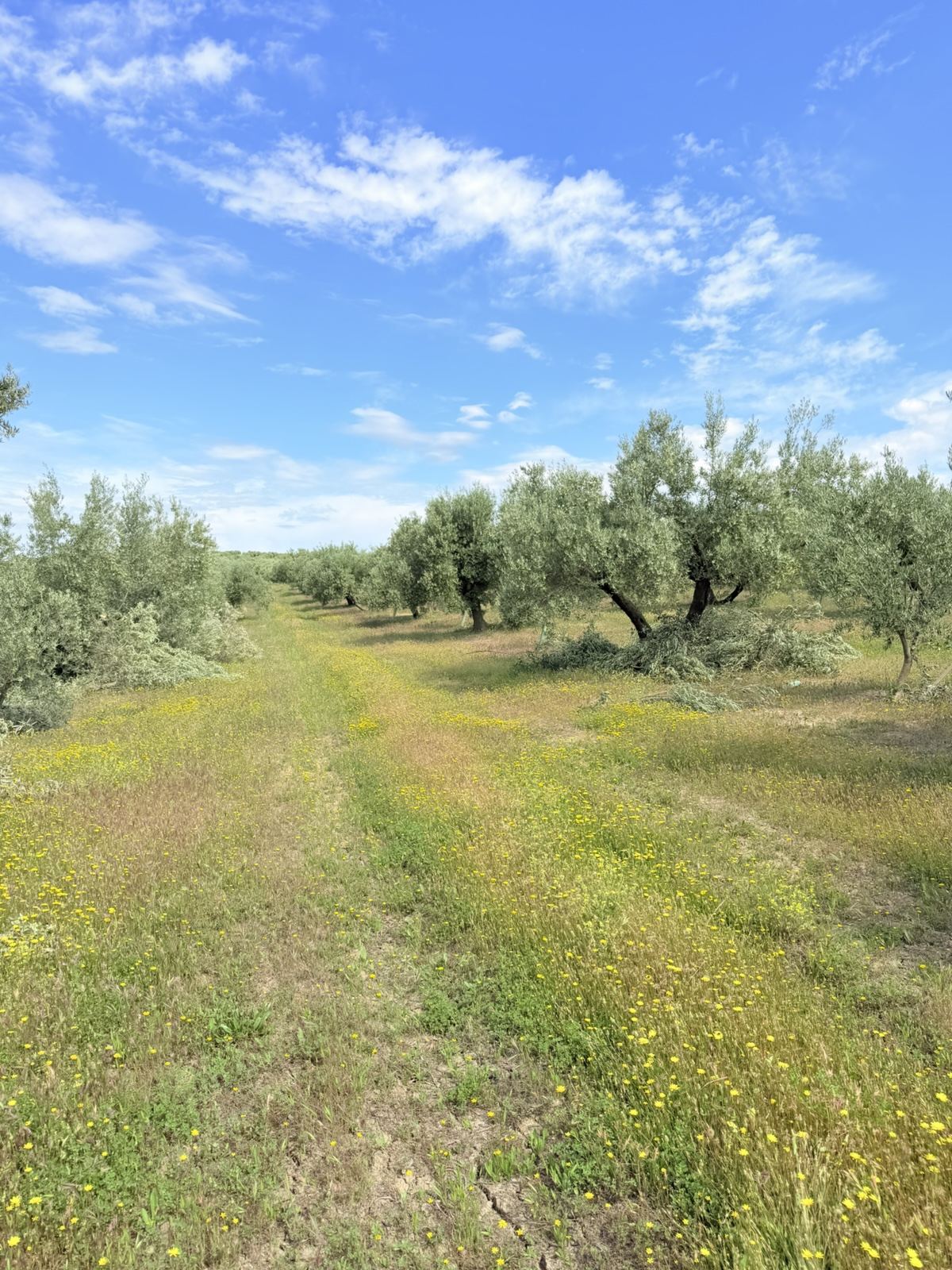 Olivar en primavera